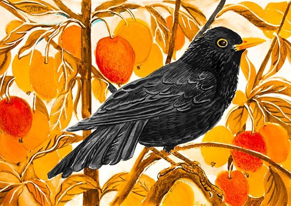 Blackbird and Crab Apples (Mixed Media), Greeting Card by Linda Richardson - Thumbnail