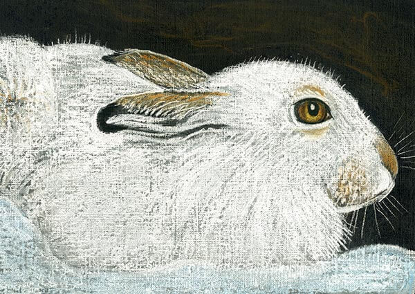 Mountain Hare in Winter, Greeting Card by Linda Richardson - Thumbnail
