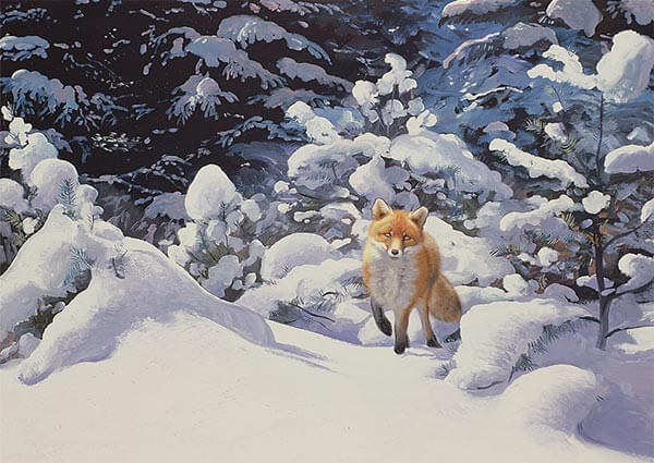 Fox in Deep Snow with Fir Trees, Greeting Card by Douglas Anderson - Thumbnail