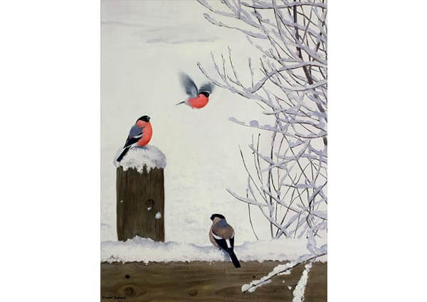 Bullfinches on a Snowy Fence, Greeting Card by Douglas Anderson - Thumbnail