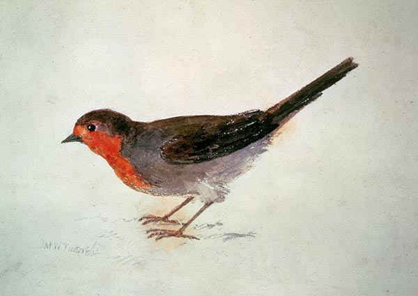 Robin, from The Farnley Book of Birds, Greeting Card by J. M. W. Turner - Thumbnail