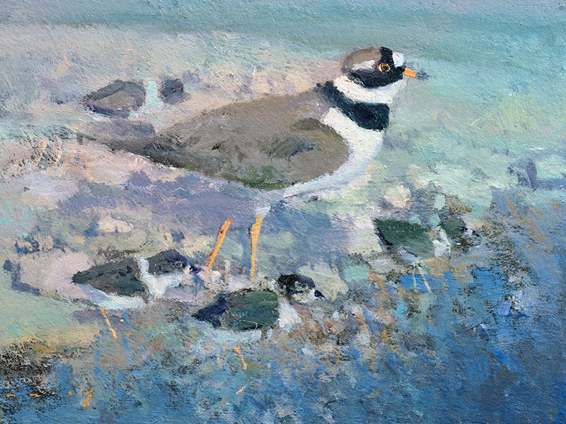 Ringed Plover and Chicks, Greeting Card by Fred Cuming - Featured on Mobile Devices