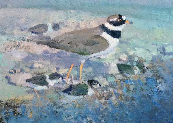 Ringed Plover and Chicks, Greeting Card by Fred Cuming - Thumbnail